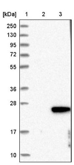 Western Blot: C1orf64 Antibody [NBP1-81157] - Lane 1: Marker [kDa] 250, 130, 95, 72, 55, 36, 28, 17, 10<br/>Lane 2: Negative control (vector only transfected HEK293T lysate)<br/>Lane 3: Over-expression lysate (Co-expressed with a C-terminal myc-DDK tag (~3.1 kDa) in mammalian HEK293T cells, LY405856)