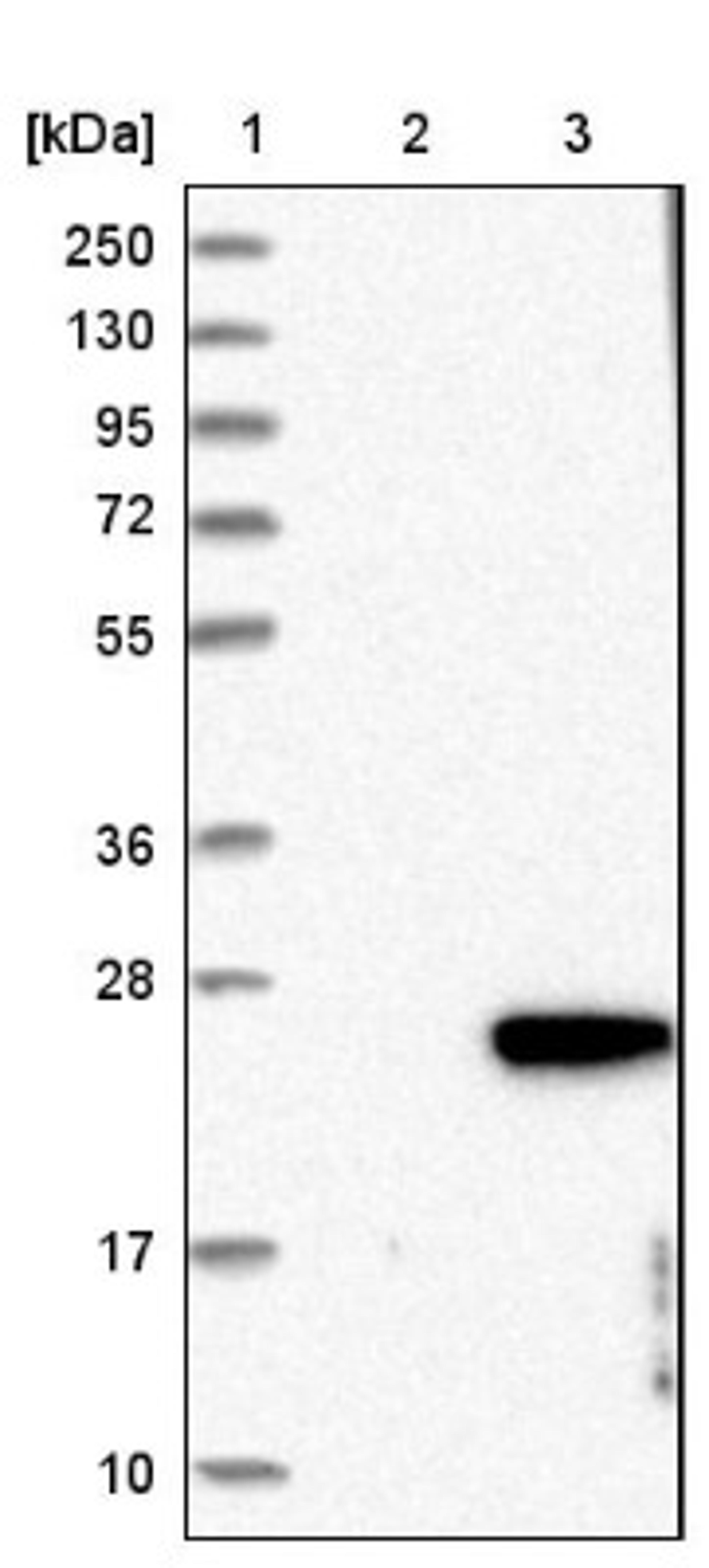 Western Blot: C1orf64 Antibody [NBP1-81157] - Lane 1: Marker [kDa] 250, 130, 95, 72, 55, 36, 28, 17, 10<br/>Lane 2: Negative control (vector only transfected HEK293T lysate)<br/>Lane 3: Over-expression lysate (Co-expressed with a C-terminal myc-DDK tag (~3.1 kDa) in mammalian HEK293T cells, LY405856)