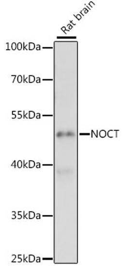 Western blot - NOCT antibody (A15805)