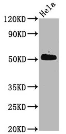 Western Blot. Positive WB detected in Hela whole cell lysate. All lanes Phospho-CDC37 antibody at 0.6μg/ml. Secondary. Goat polyclonal to rabbit IgG at 1/50000 dilution. Predicted band size: 50 KDa. Observed band size: 50 KDa. 