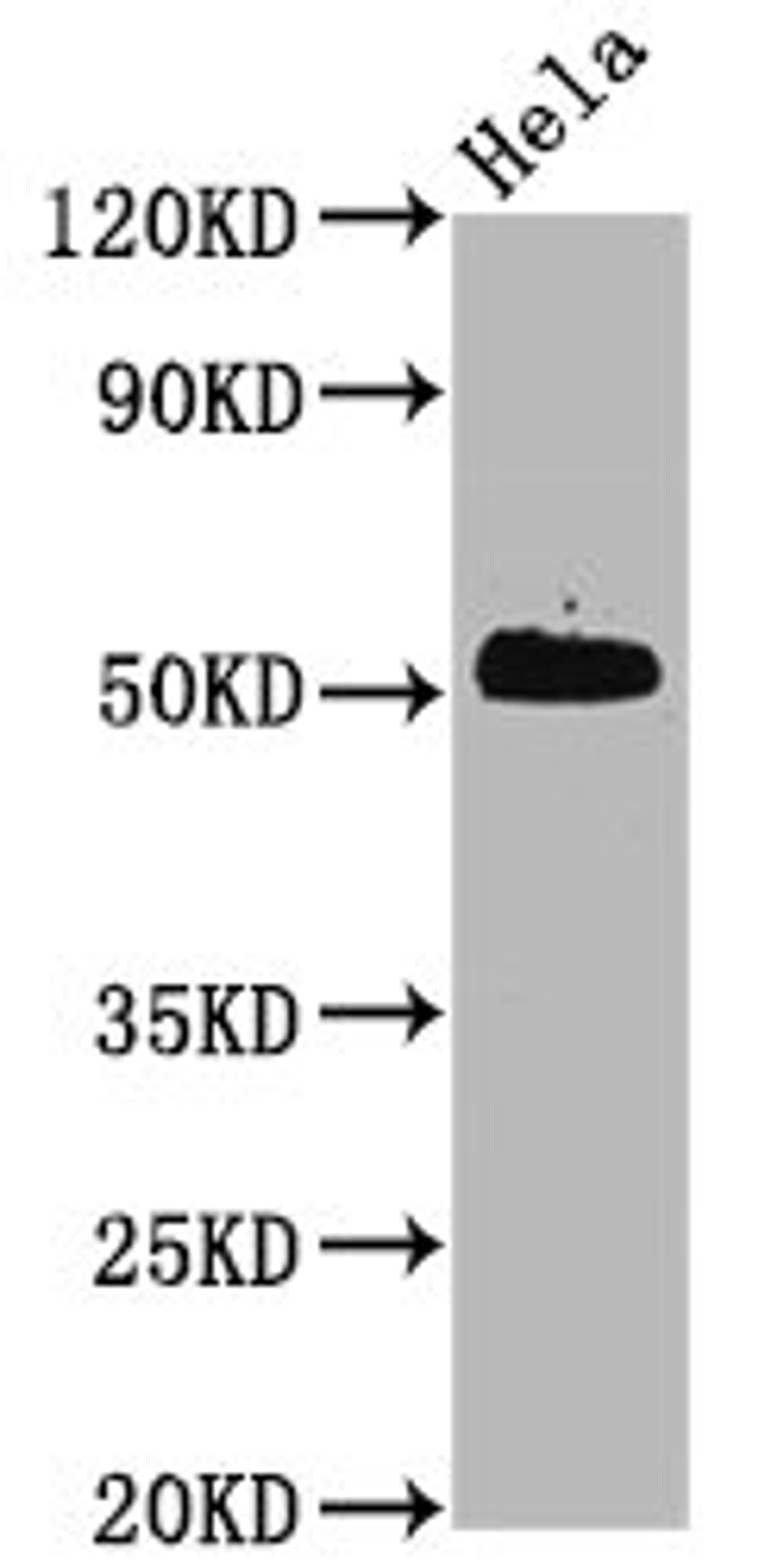 Western Blot. Positive WB detected in Hela whole cell lysate. All lanes Phospho-CDC37 antibody at 0.6μg/ml. Secondary. Goat polyclonal to rabbit IgG at 1/50000 dilution. Predicted band size: 50 KDa. Observed band size: 50 KDa. 