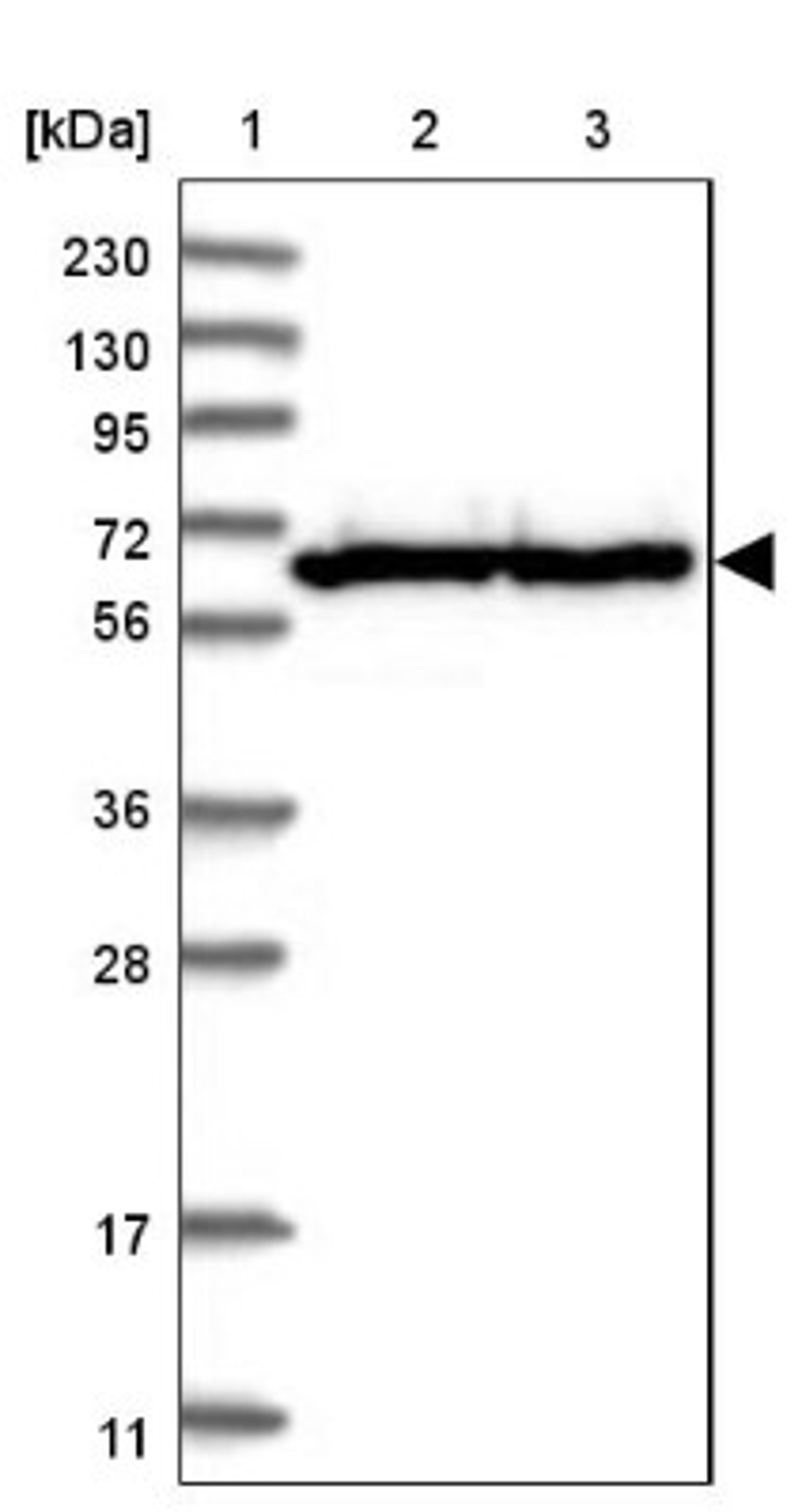 Western Blot: TMCO6 Antibody [NBP1-83463] - Lane 1: Marker [kDa] 230, 130, 95, 72, 56, 36, 28, 17, 11<br/>Lane 2: Human cell line RT-4<br/>Lane 3: Human cell line U-251MG sp