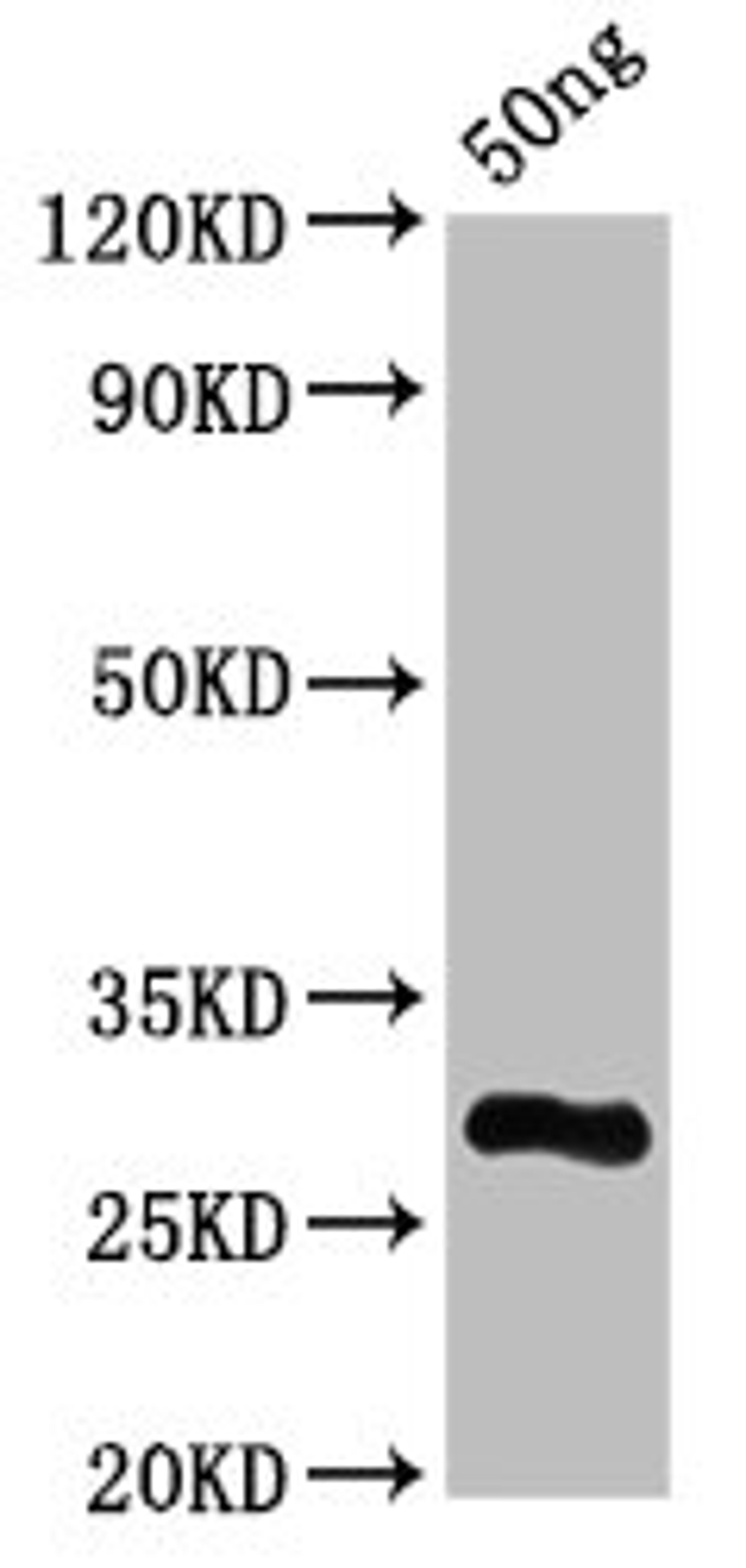 Western Blot. Positive WB detected in Recombinant protein. All lanes: L antibody at 7µg/ml. Secondary. Goat polyclonal to rabbit IgG at 1/50000 dilution. Predicted band size: 28 kDa. Observed band size: 28 kDa