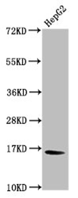 Western Blot. Positive WB detected in: HepG2 whole cell lysate. All lanes: HIST1H3A antibody at 1.39µg/ml. Secondary. Goat polyclonal to rabbit IgG at 1/50000 dilution. Predicted band size: 16 kDa. Observed band size: 16 kDa