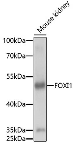 Western blot - FOXI1 antibody (A16852)