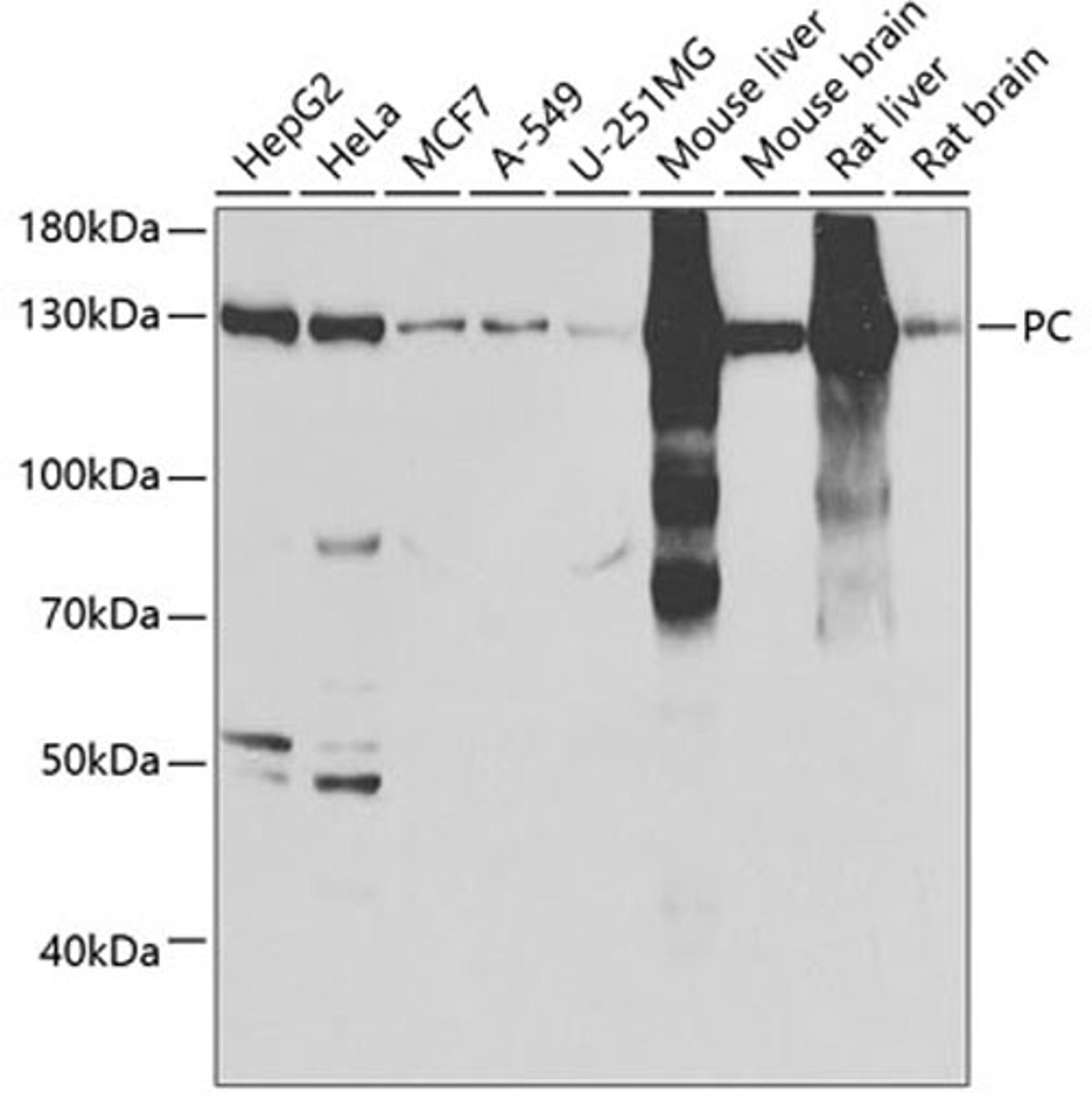 Western blot - PC antibody (A6301)