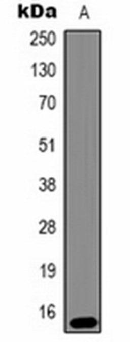 Western blot analysis of Hela (Lane 1) whole cell lysates using Histone H3 (TriMethyl K79) antibody