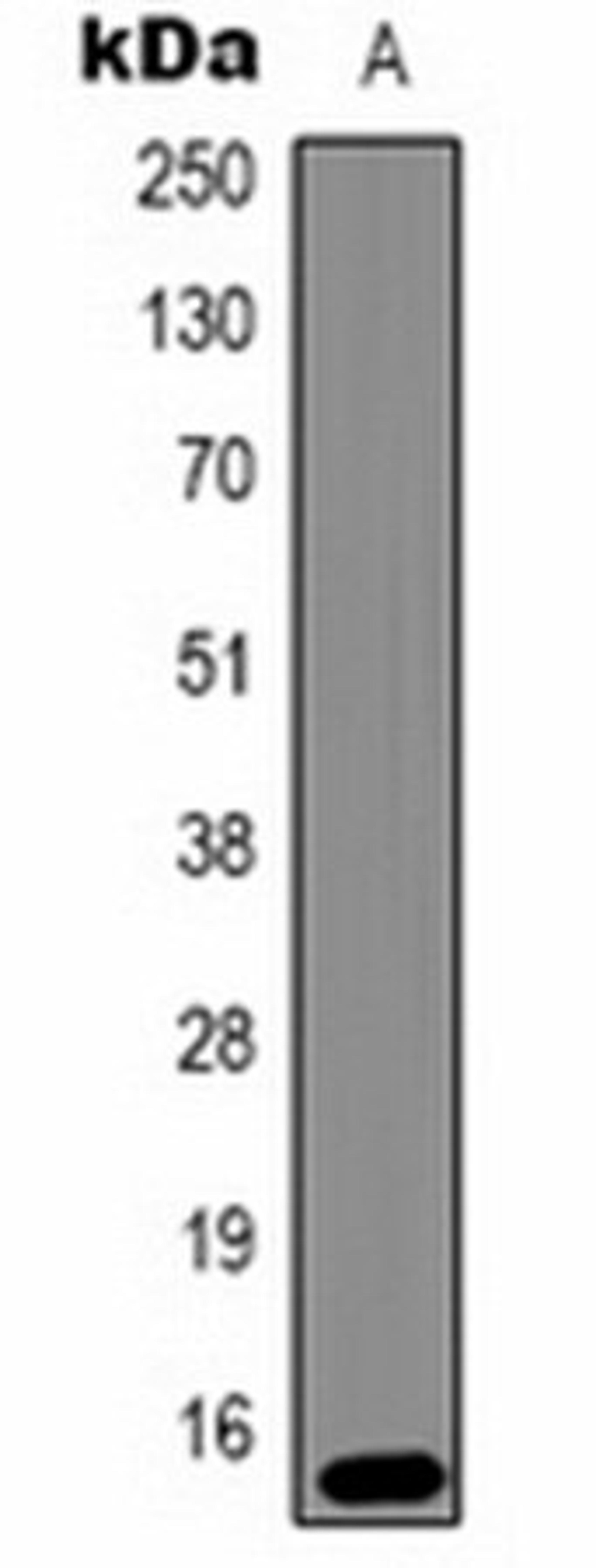 Western blot analysis of Hela (Lane 1) whole cell lysates using Histone H3 (TriMethyl K79) antibody