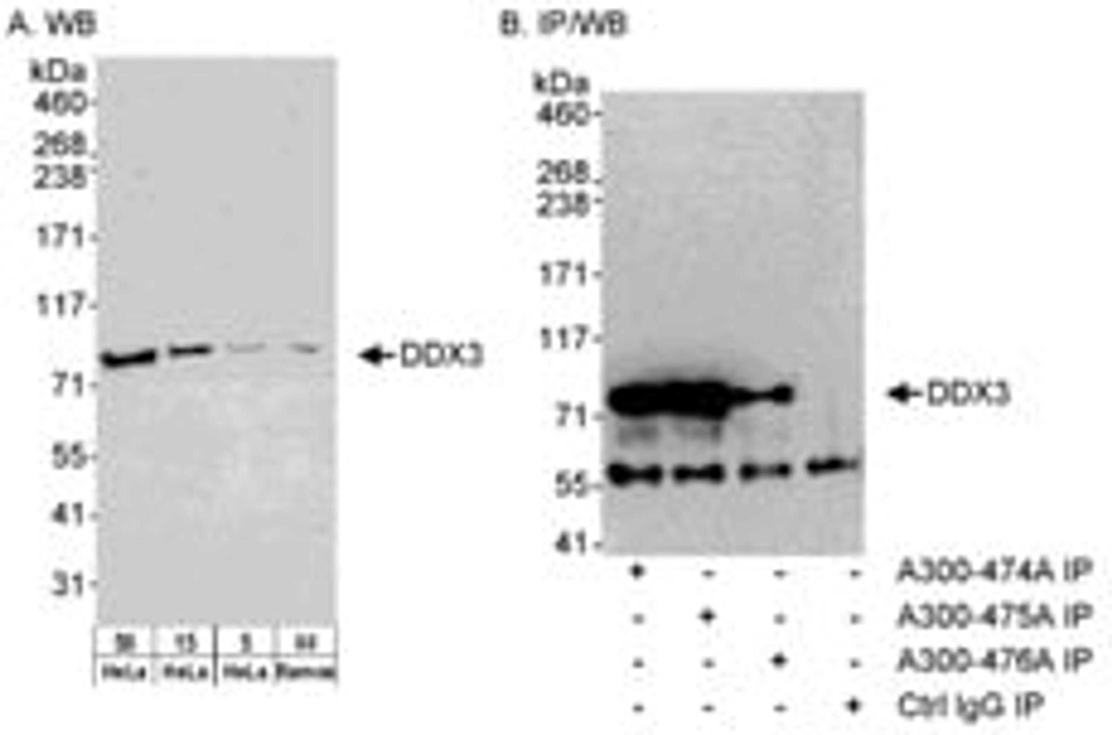 Detection of DDX3 by western blot and immunoprecipitation.