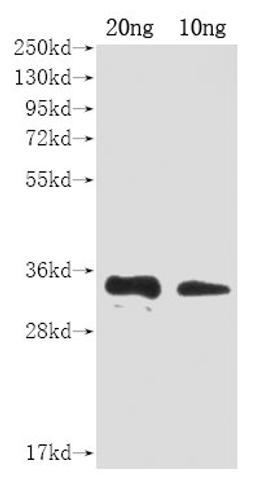 Western Blot. Positive WB detected in Recombinant protein. All lanes: A27L antibody at 1:2000. Secondary. Goat polyclonal to rabbit IgG at 1/50000 dilution. Predicted band size: 31 kDa. Observed band size: 31 kDa.