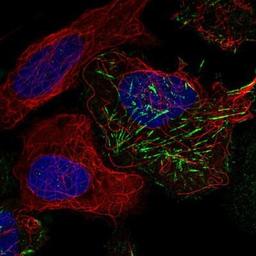 Immunocytochemistry/Immunofluorescence: COPB2 Antibody [NBP1-88651] - Staining of human cell line U-2 OS shows positivity in cytoskeleton (actin filaments).