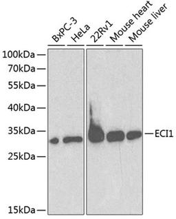 Western blot - ECI1 antibody (A1211)