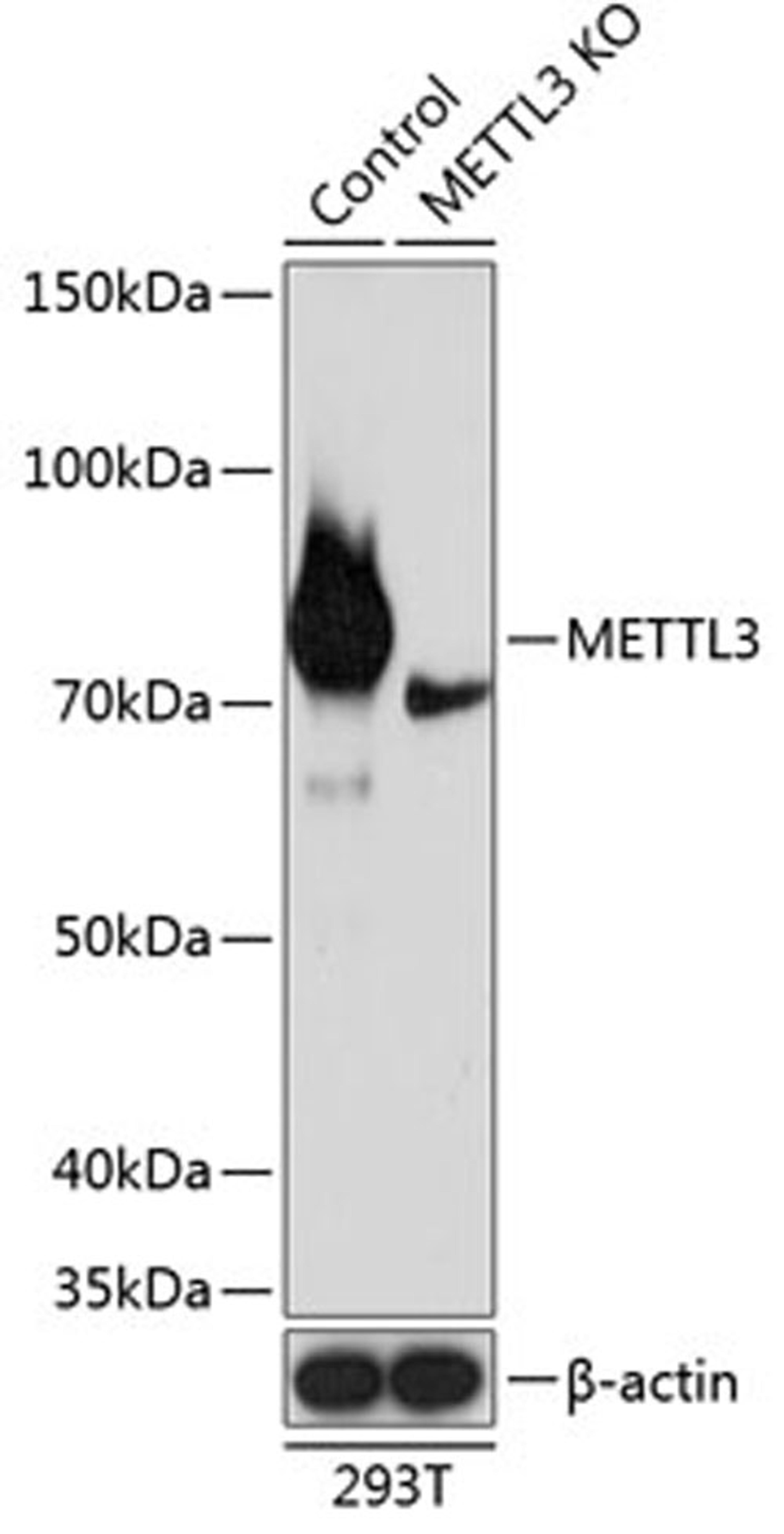 Western blot - METTL3 antibody (A19079)