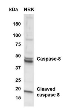 Western Blot: active/cleaved Caspase 8 Antibody [NB100-56116] - analysis of Caspase 8 in NRK whole cell lysate using anti-active/cleaved Caspase 8 antibody. Image from verified customer review.