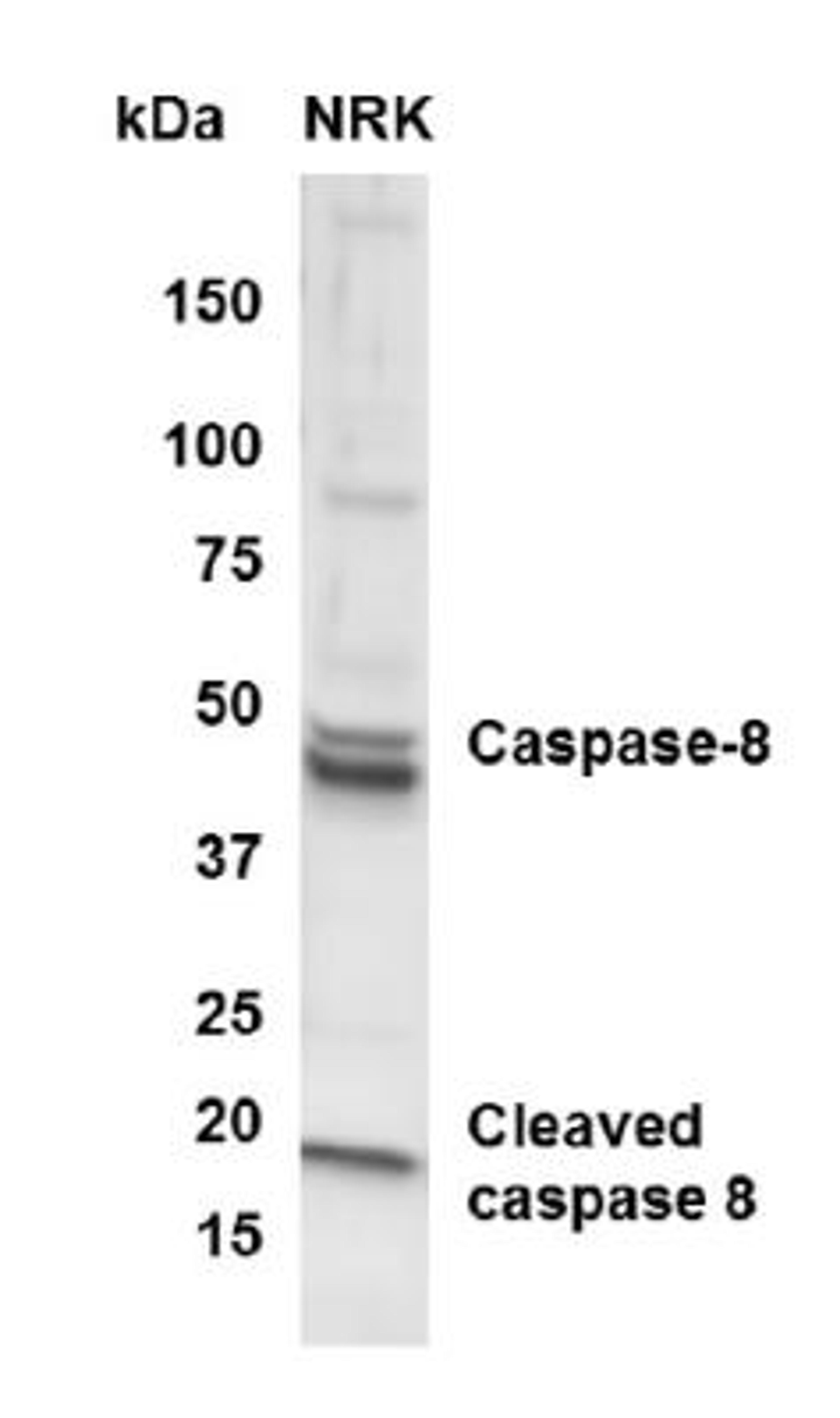 Western Blot: active/cleaved Caspase 8 Antibody [NB100-56116] - analysis of Caspase 8 in NRK whole cell lysate using anti-active/cleaved Caspase 8 antibody. Image from verified customer review.