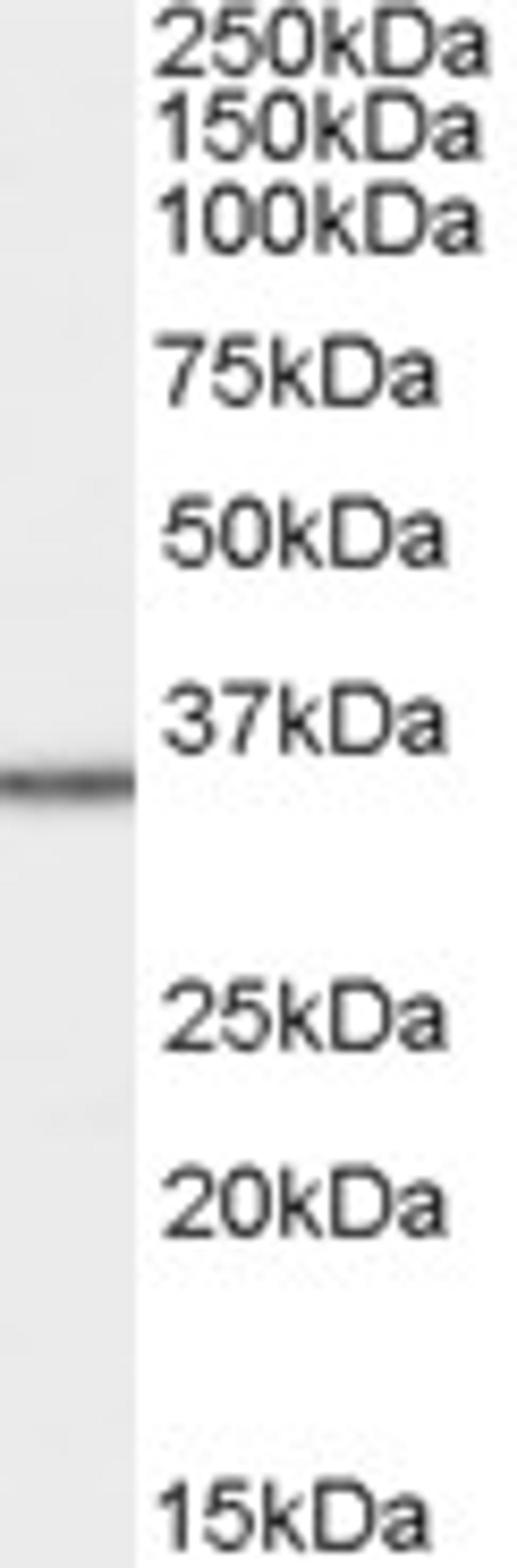 45-904 staining (1ug/ml) of HepG2 cell lysate (RIPA buffer, 35ug total protein per lane). Primary incubated for 1 hour. Detected by western blot using chemiluminescence.