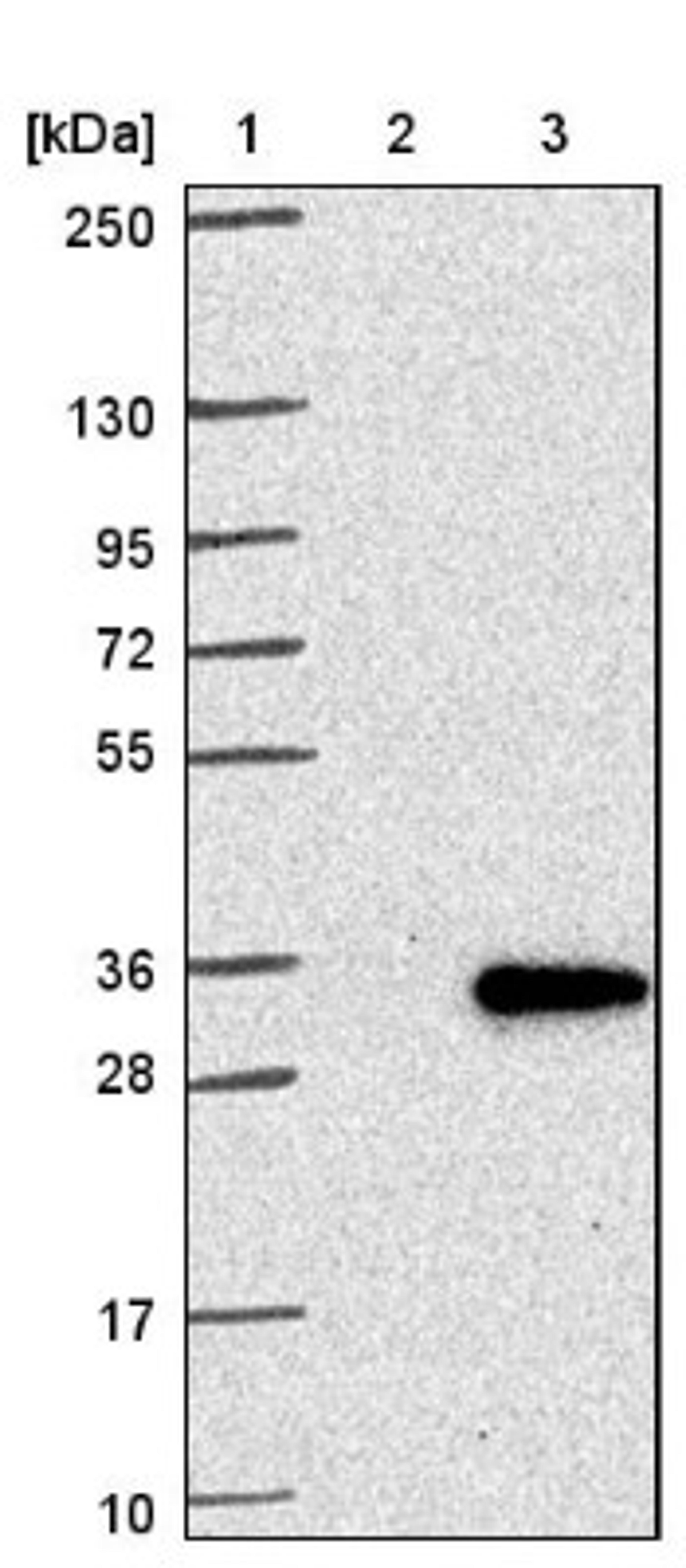 Western Blot: NR6 Antibody [NBP1-89926] - Lane 1: Marker [kDa] 250, 130, 95, 72, 55, 36, 28, 17, 10<br/>Lane 2: Negative control (vector only transfected HEK293T lysate)<br/>Lane 3: Over-expression lysate (Co-expressed with a C-terminal myc-DDK tag (~3.1 kDa) in mammalian HEK293T cells, LY402229)