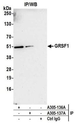 Detection of human GRSF1 by western blot of immunoprecipitates.