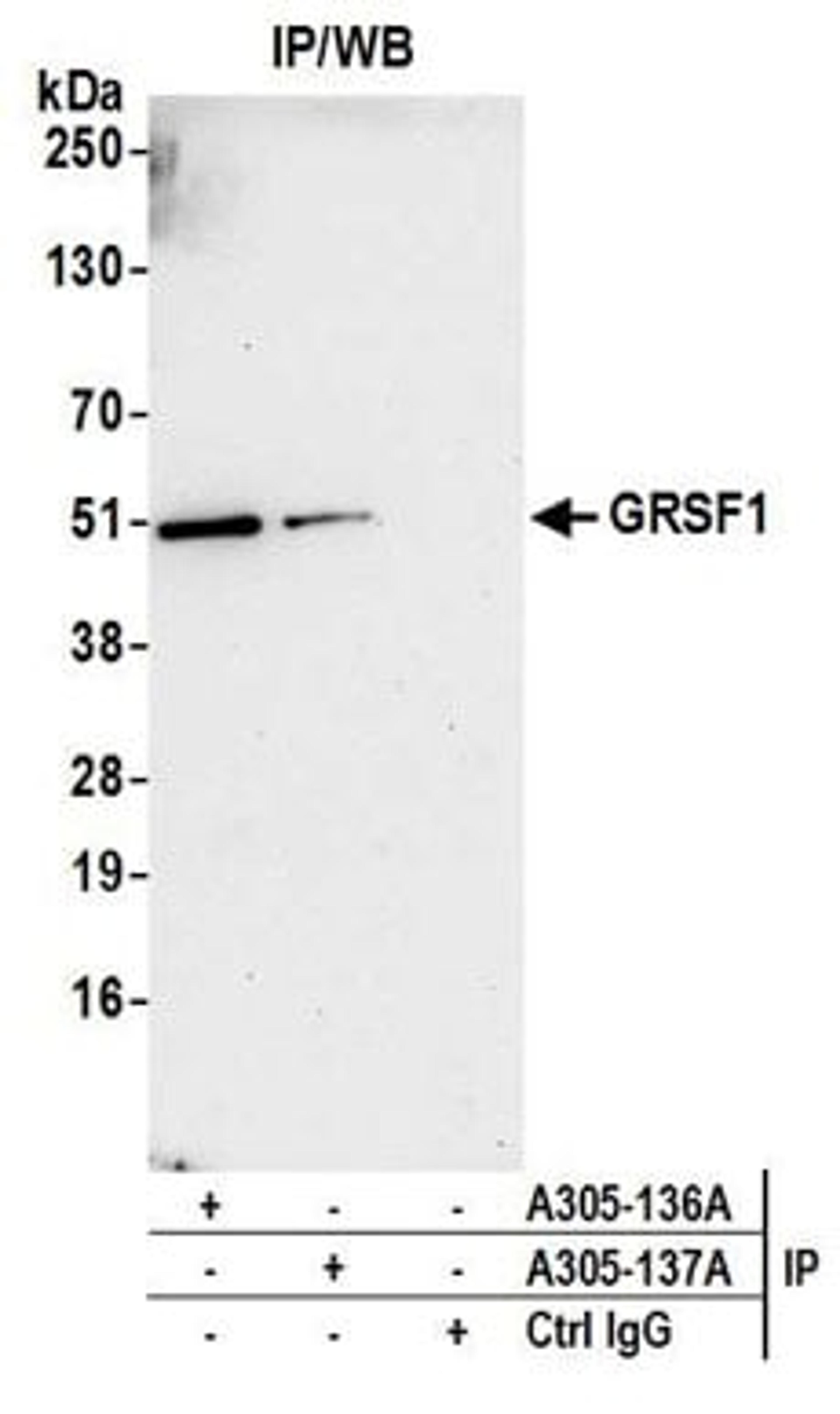 Detection of human GRSF1 by western blot of immunoprecipitates.