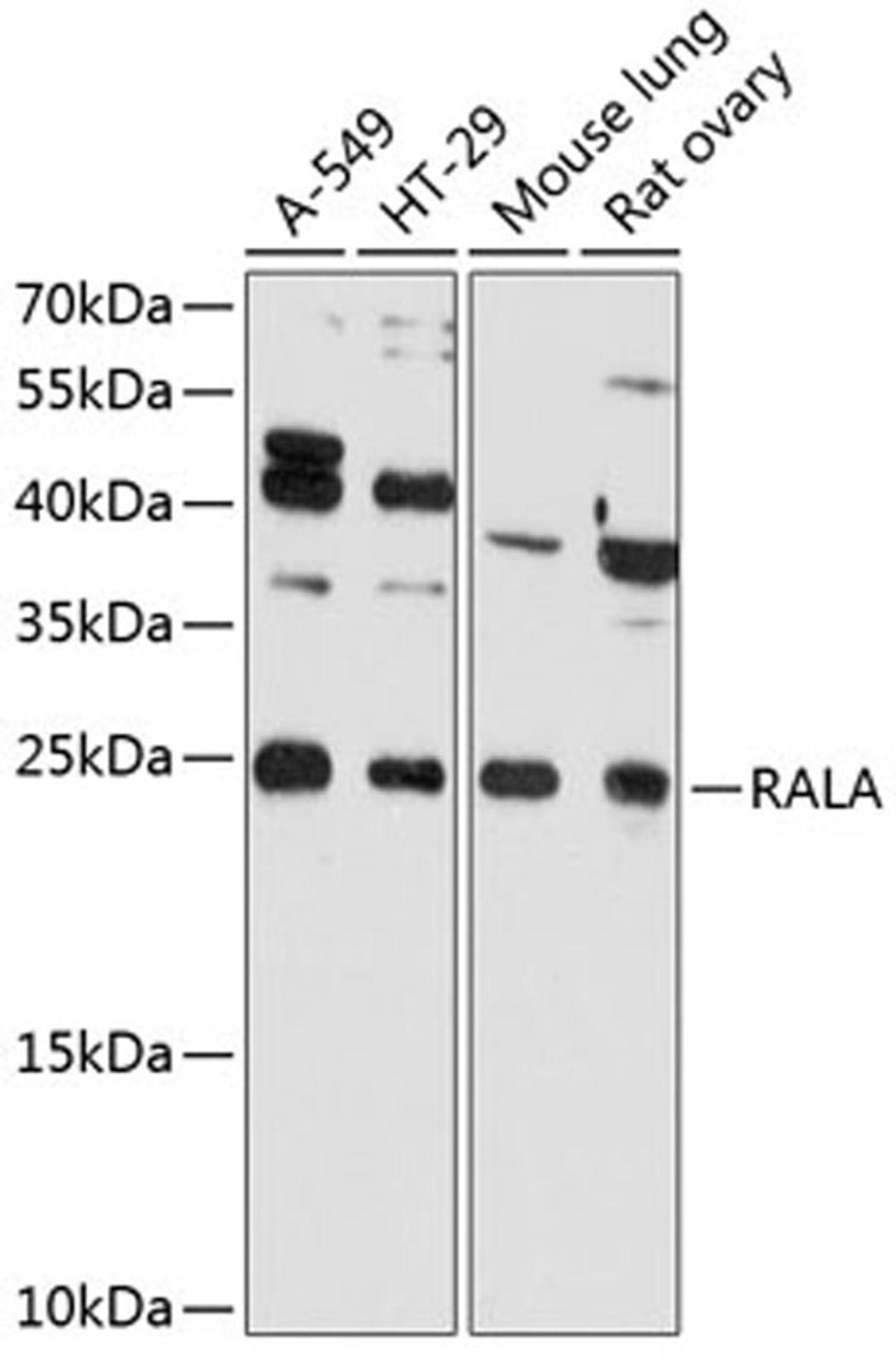 Western blot - RALA Antibody (A11736)