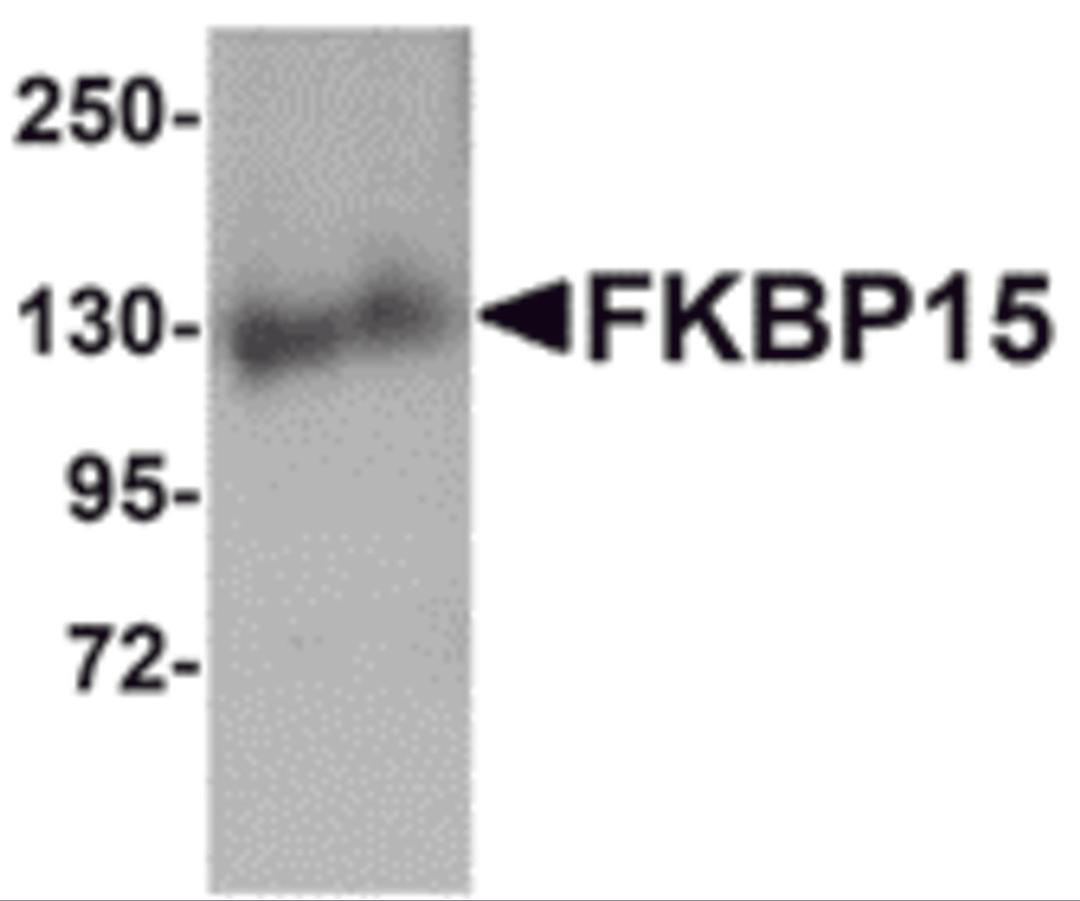 Western blot analysis of FKBP15 in 3T3 cell lysate with FKBP15 antibody at 1 μg/mL.