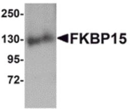 Western blot analysis of FKBP15 in 3T3 cell lysate with FKBP15 antibody at 1 μg/mL.