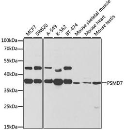 Western blot - PSMD7 antibody (A5356)