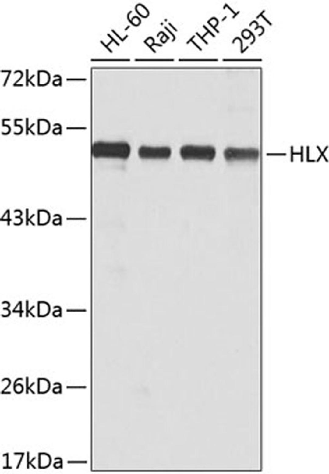 Western blot - HLX antibody (A7436)