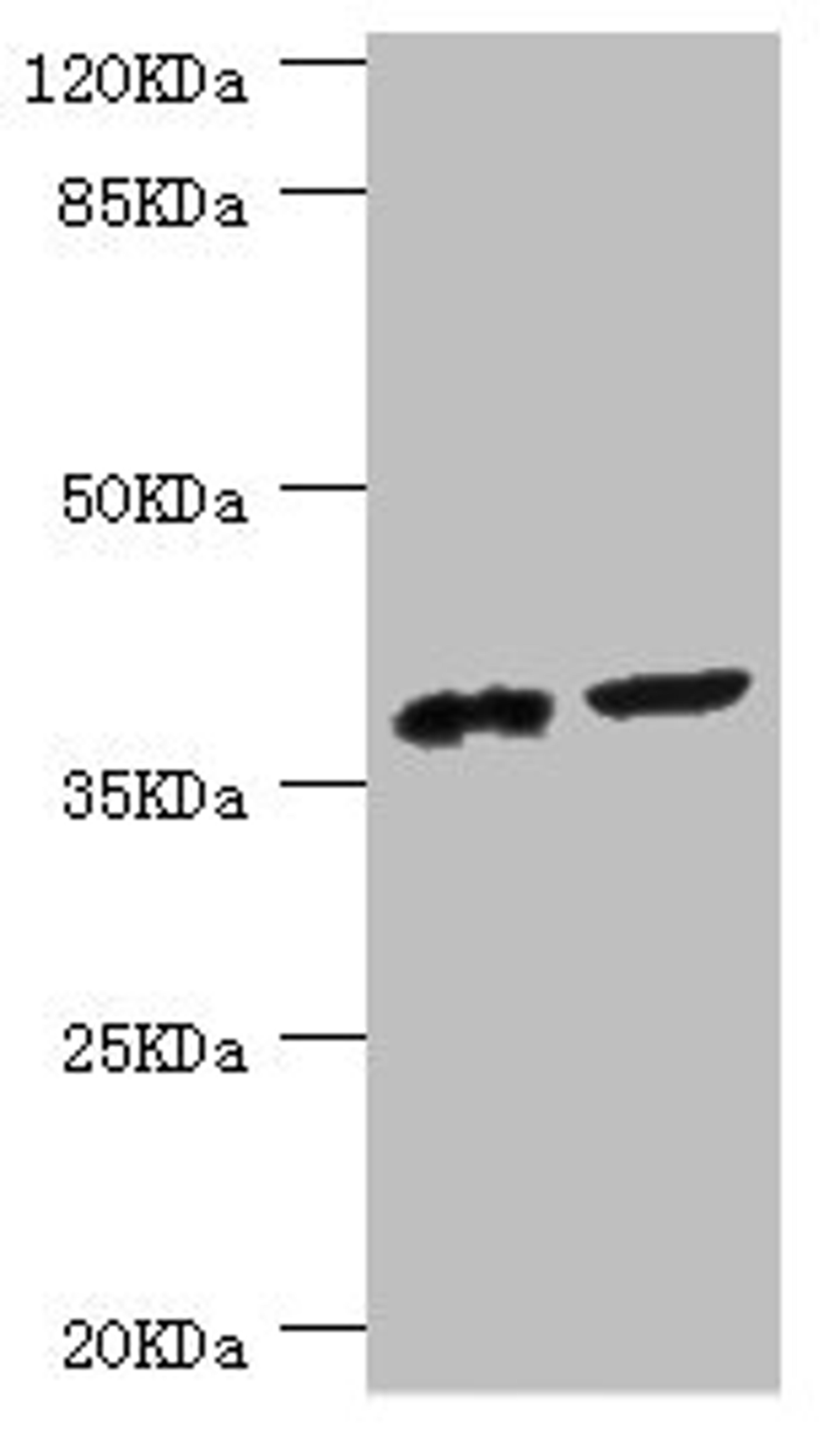 Western blot. All lanes: DEDD antibody at 0.56ug/ml. Lane 1: Mouse lung tissue. Lane 2: Mouse thymus tissue. Secondary. Goat polyclonal to rabbit IgG at 1/10000 dilution. Predicted band size: 37, 41 kDa. Observed band size: 37 kDa.