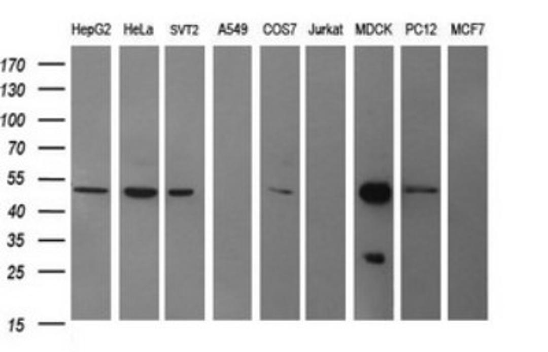 Western Blot: beta II Tubulin B Antibody (6D11) [NBP2-46250] - Analysis of extracts (35ug) from 9 different cell lines (HepG2: human; HeLa: human; SVT2: mouse; A549: human; COS7: monkey; Jurkat: human; MDCK: canine; PC12: rat; MCF7: human).