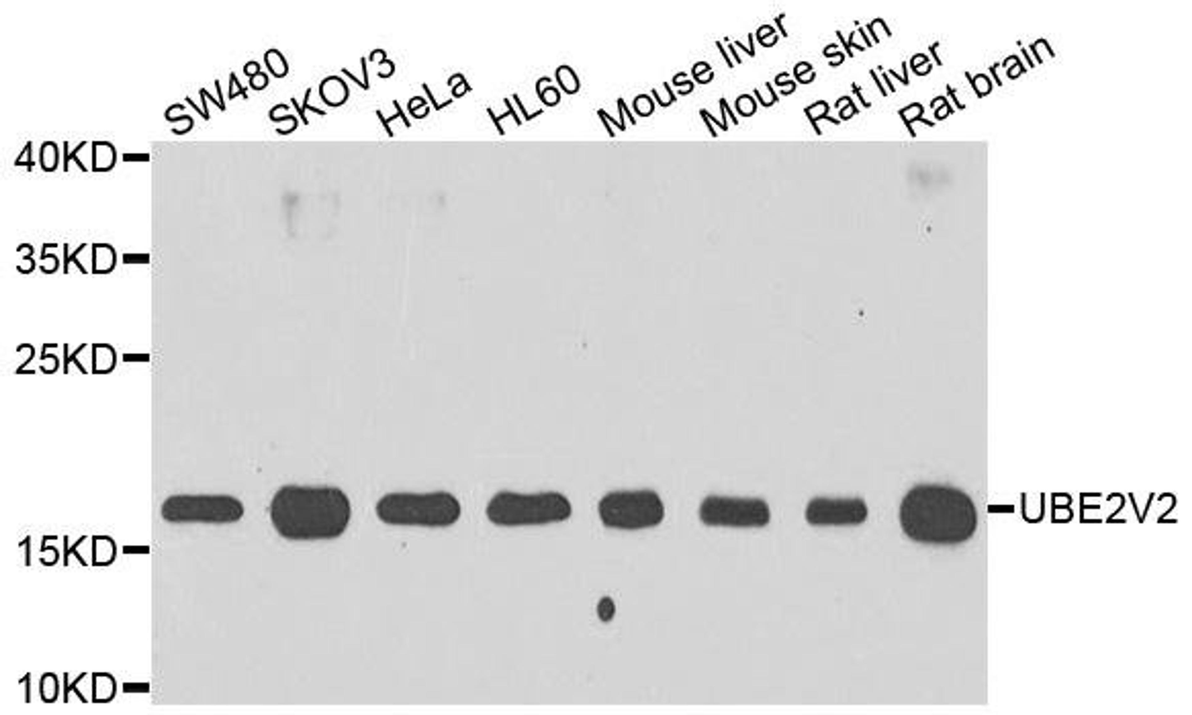 Western blot analysis of extracts of various cell lines using UBE2V2 antibody