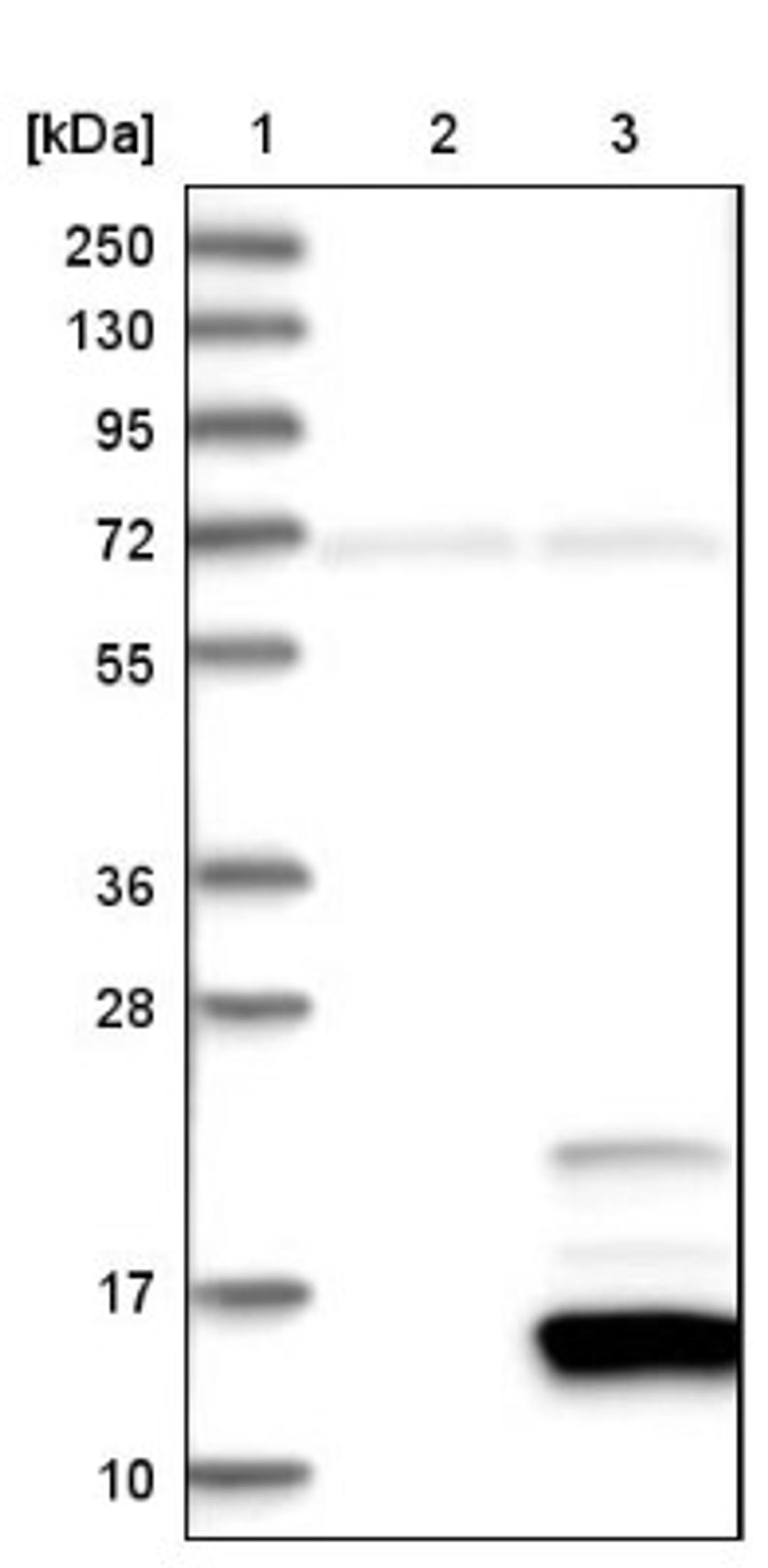 Western Blot: ISG15 Antibody [NBP1-89809] - Lane 1: Marker [kDa] 250, 130, 95, 72, 55, 36, 28, 17, 10<br/>Lane 2: Negative control (vector only transfected HEK293T lysate)<br/>Lane 3: Over-expression lysate (Co-expressed with a C-terminal myc-DDK tag (~3.1 kDa) in mammalian HEK293T cells, LY417516)