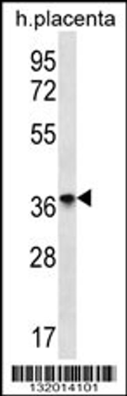 Western blot analysis in human placenta tissue lysates (35ug/lane).