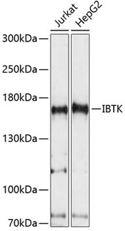 Western blot - IBTK antibody (A14866)