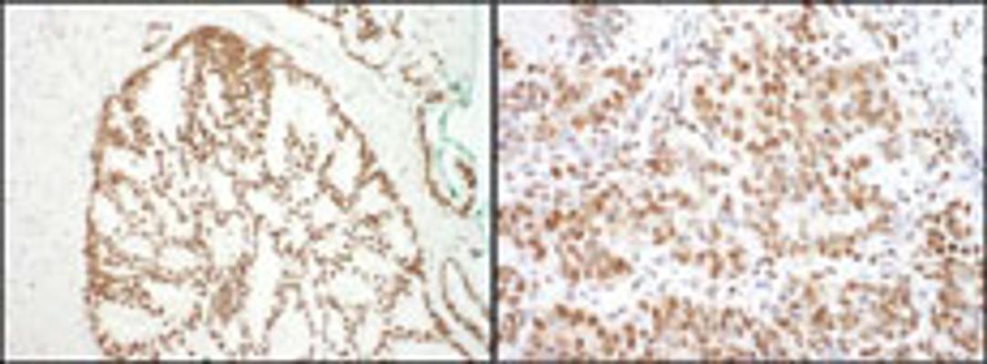 Detection of human and mouse SF3B3 by immunohistochemistry.