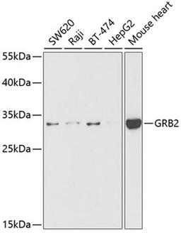 Western blot - GRB2 antibody (A5689)