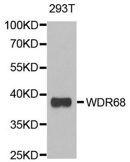 Western blot analysis of extracts of 293T cell line using WDR68 antibody