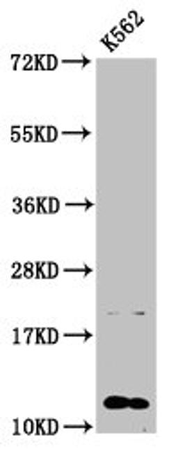 Western Blot. Positive WB detected in: K562 whole cell lysate. All lanes: HIST1H4A antibody at 0.59µg/ml. Secondary. Goat polyclonal to rabbit IgG at 1/50000 dilution. Predicted band size: 12 kDa. Observed band size: 12 kDa