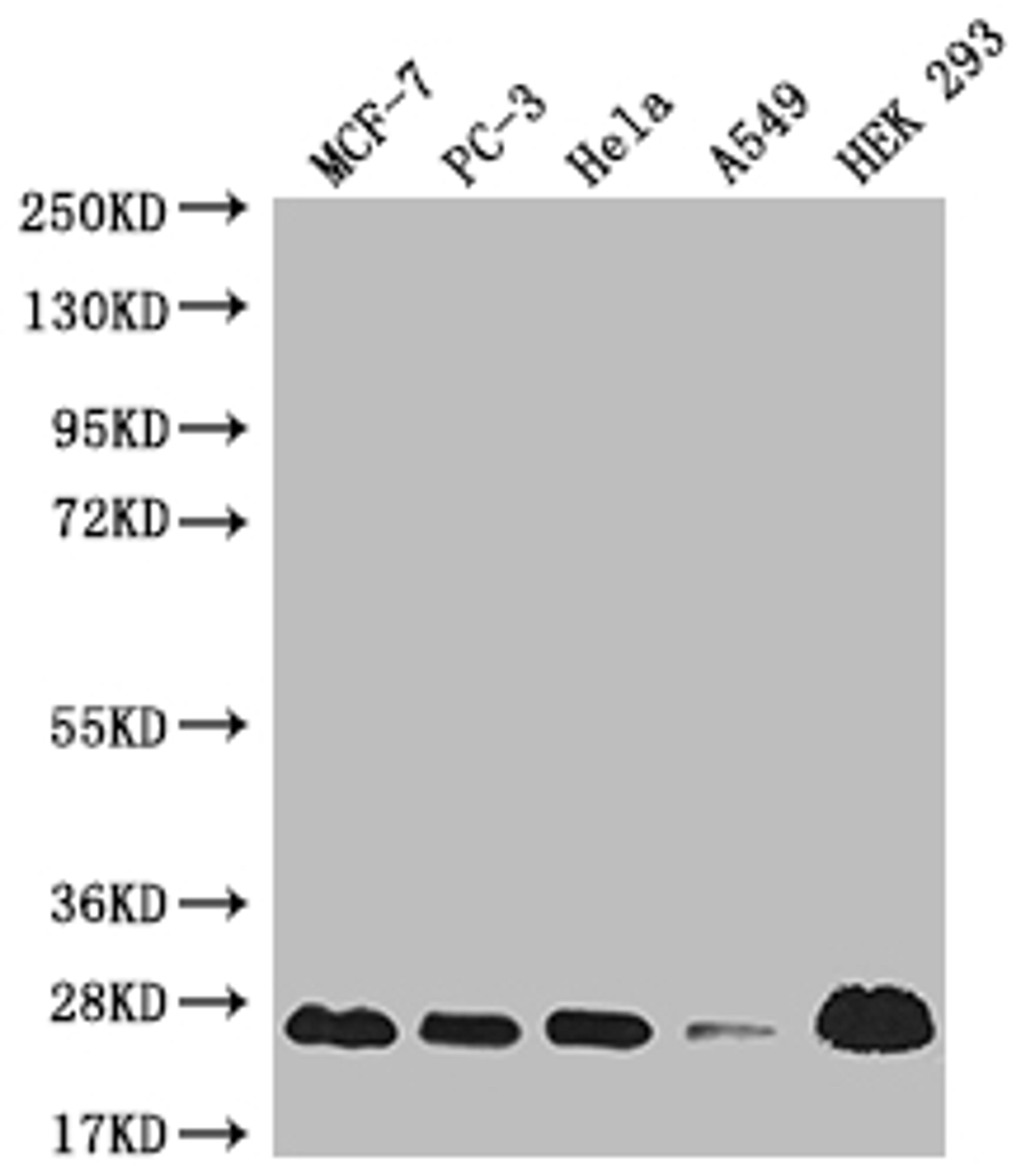 Western Blot. Positive WB detected in: MCF-7 whole cell lysate, PC3 whole cell lysate, Hela whole cell lysate, A549 whole cell lysate, HEK293 whole cell lysate. All lanes: MRAS antibody at 1:1000. Secondary. Goat polyclonal to rabbit IgG at 1/50000 dilution. Predicted band size: 24, 16 kDa. Observed band size: 24 kDa. 