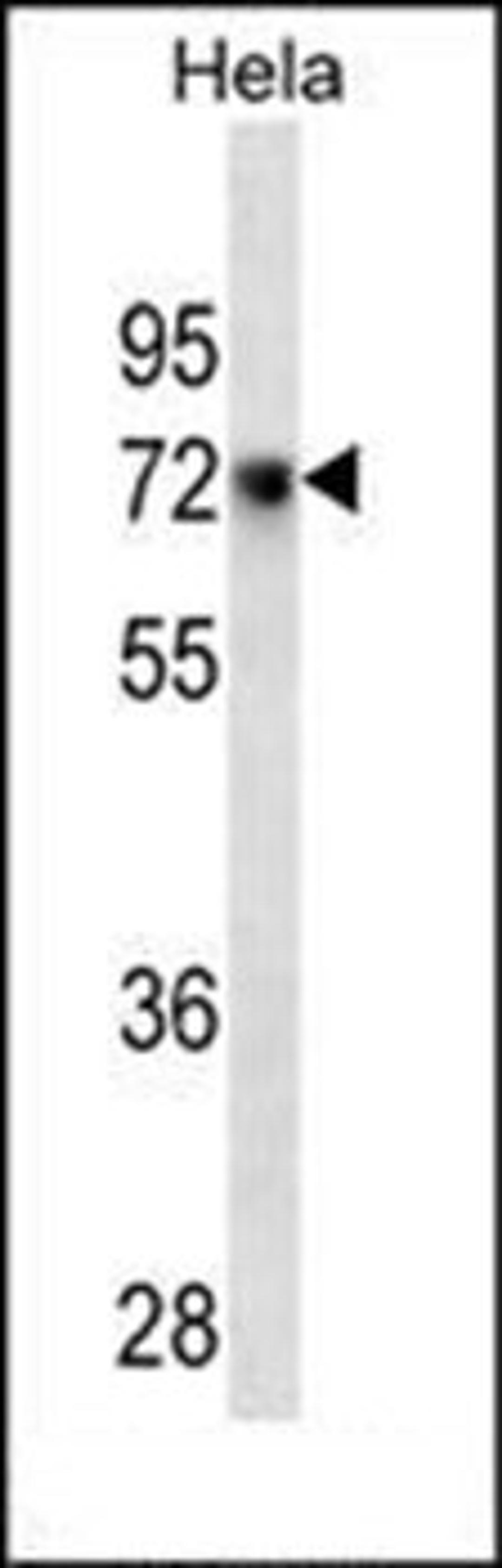 Western blot analysis of Hela cell line lysates (35ug/lane) using CD55 antibody