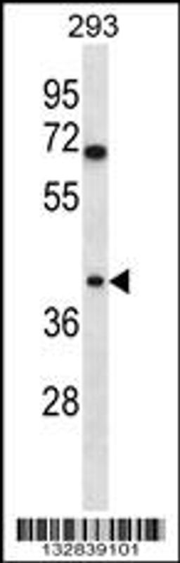 Western blot analysis in 293 cell line lysates (35ug/lane).