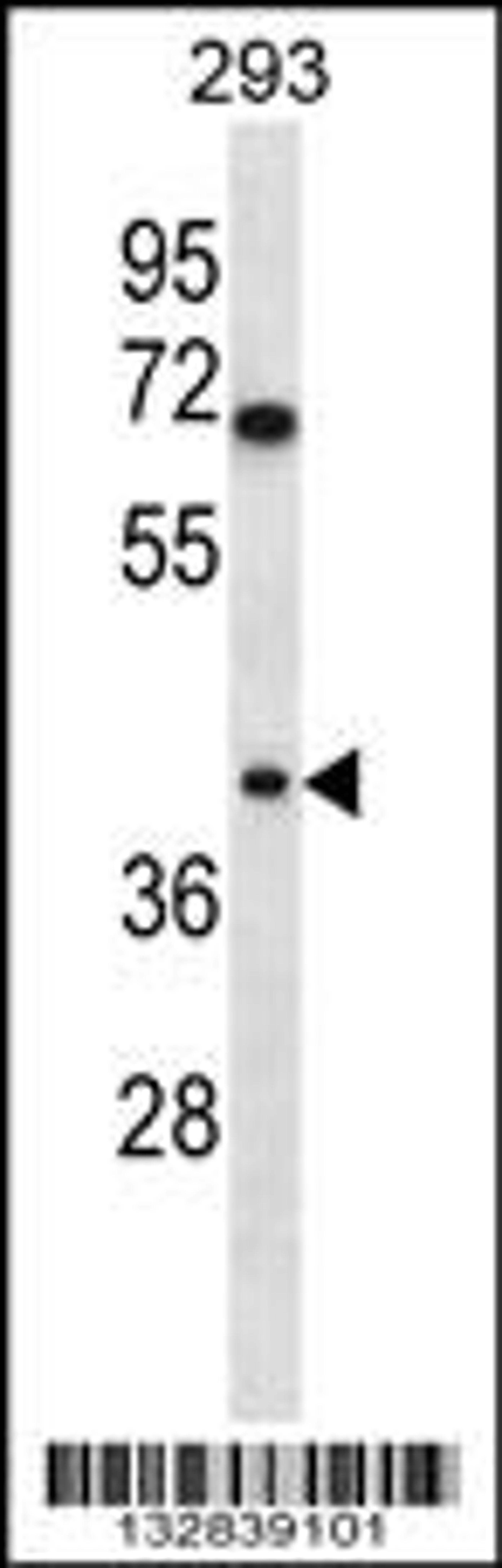 Western blot analysis in 293 cell line lysates (35ug/lane).