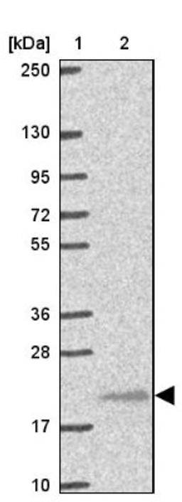 Western Blot: EIF4E3 Antibody [NBP2-33285] - Lane 1: Marker [kDa] 250, 130, 95, 72, 55, 36, 28, 17, 10<br/>Lane 2: Human cell line RT-4