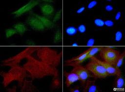 Immunocytochemistry/Immunofluorescence: Hsp27 Antibody [NBP1-75477] - HSP27 antibody was tested in HeLa cells with FITC (green). Nuclei and actin were counterstained with Dapi (blue) and Phalloidin (red).