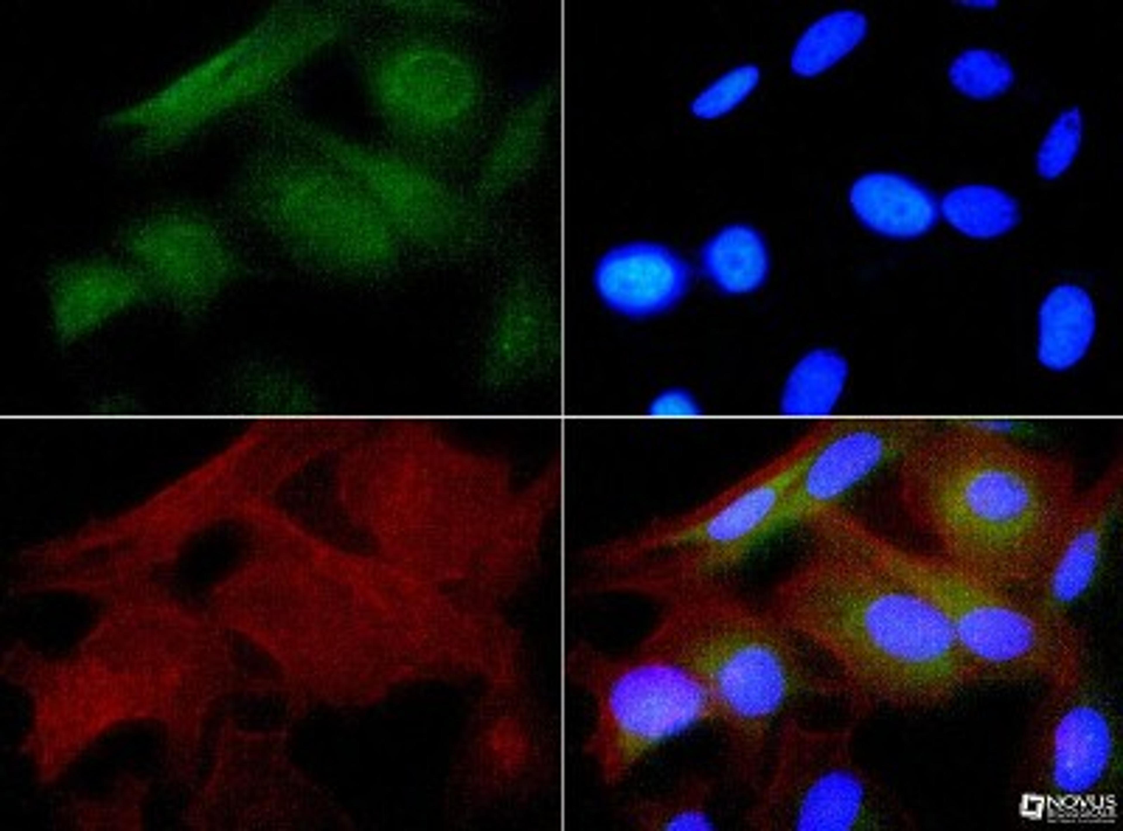 Immunocytochemistry/Immunofluorescence: Hsp27 Antibody [NBP1-75477] - HSP27 antibody was tested in HeLa cells with FITC (green). Nuclei and actin were counterstained with Dapi (blue) and Phalloidin (red).