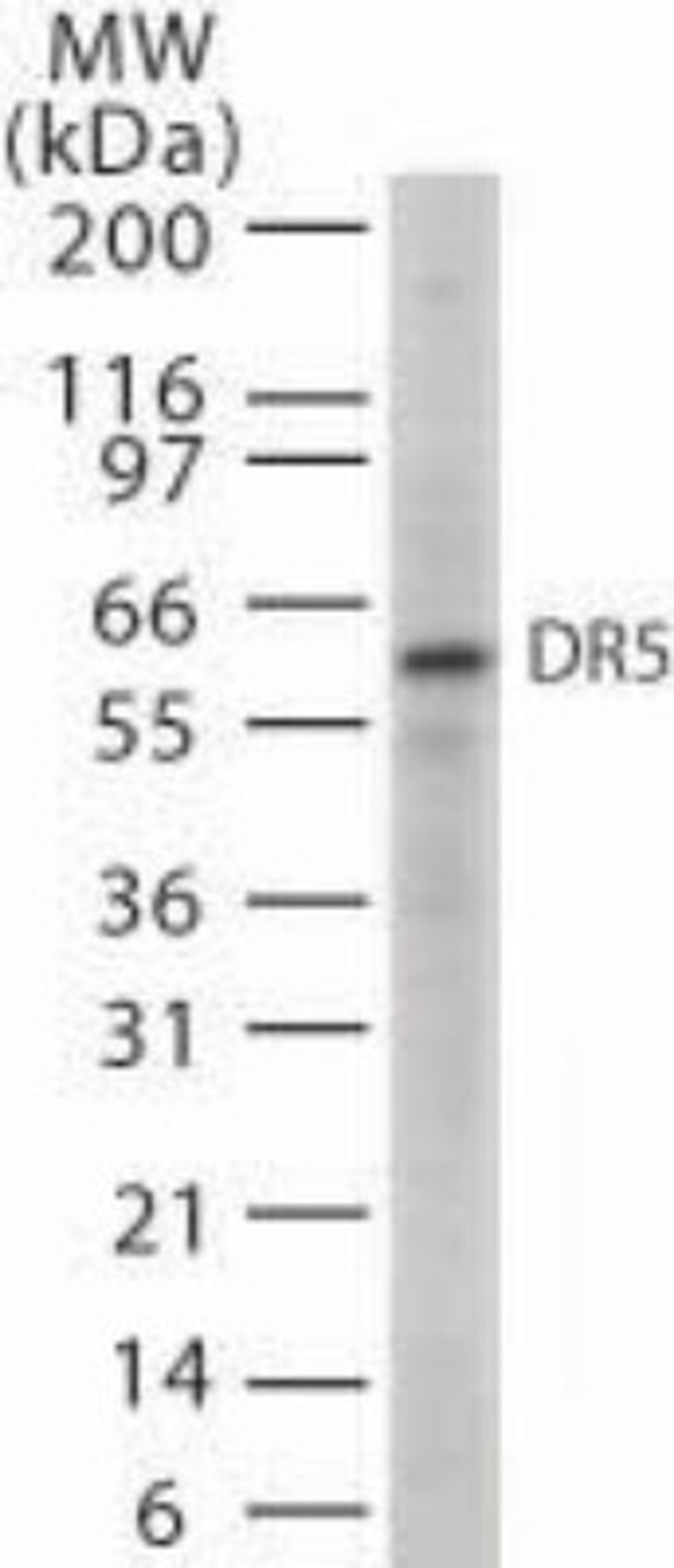 Western Blot: TRAIL-R2 Antibody [Azide Free] [NB100-55744] - Western blot analysis of 20 ug of whole cell lysates from HL60 cells with anti-TRAIL-R2 at 5 ug/ml.