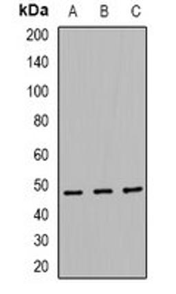 Western blot analysis of HEK293 (Lane1), RAW264.7 (Lane2), H9C2 (Lane3) whole cell lysates using TEAD2 antibody