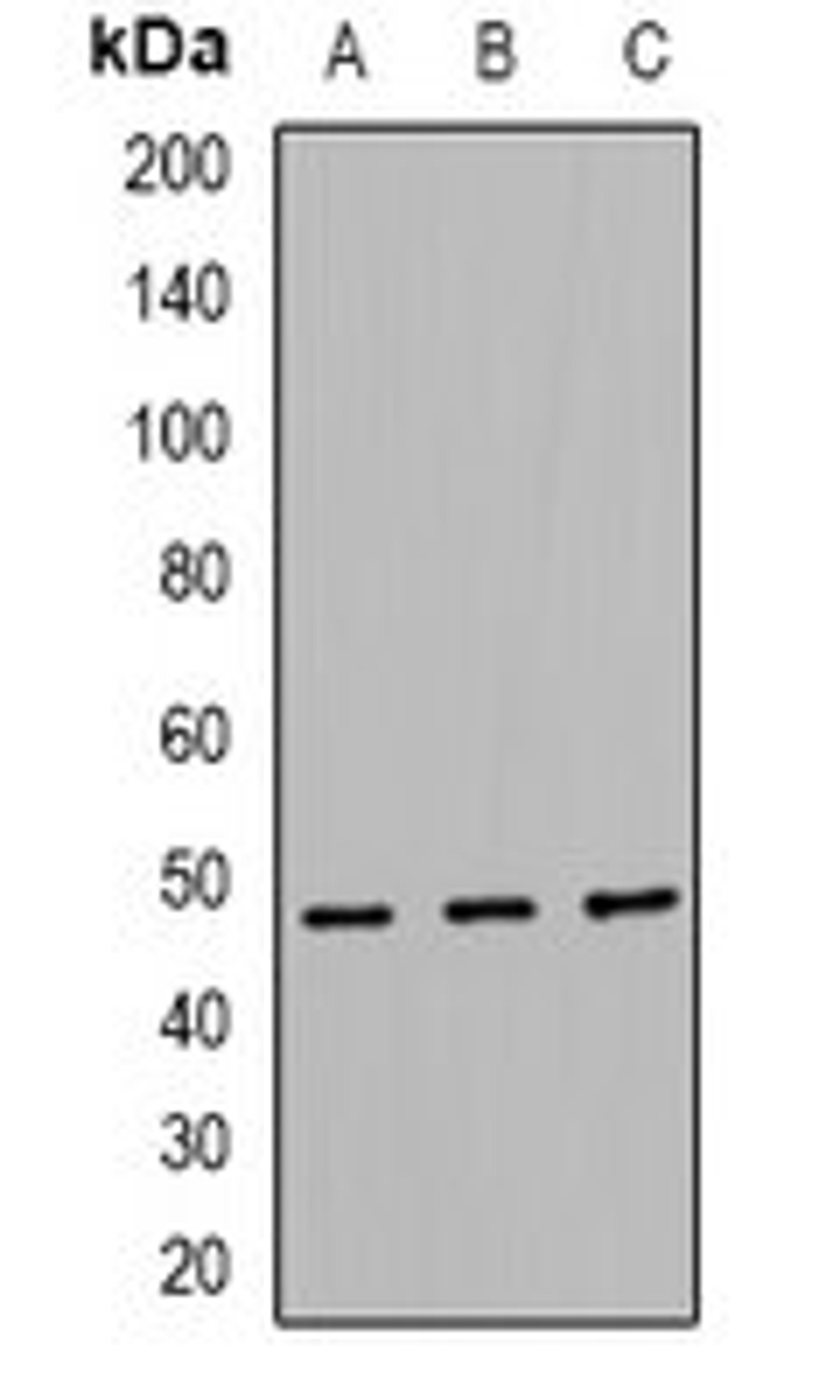 Western blot analysis of HEK293 (Lane1), RAW264.7 (Lane2), H9C2 (Lane3) whole cell lysates using TEAD2 antibody