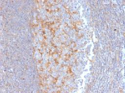 Immunohistochemical staining of human Tonsil tissue using ABCC1 antibody