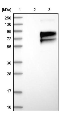 Western Blot: Poliovirus Receptor Antibody [NBP1-88131] - Lane 1: Marker [kDa] 250, 130, 95, 72, 55, 36, 28, 17, 10<br/>Lane 2: Negative control (vector only transfected HEK293T lysate)<br/>Lane 3: Over-expression lysate (Co-expressed with a C-terminal myc-DDK tag (~3.1 kDa) in mammalian HEK293T cells, LY401951)